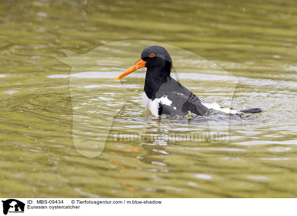 Eurasian oystercatcher / MBS-09434