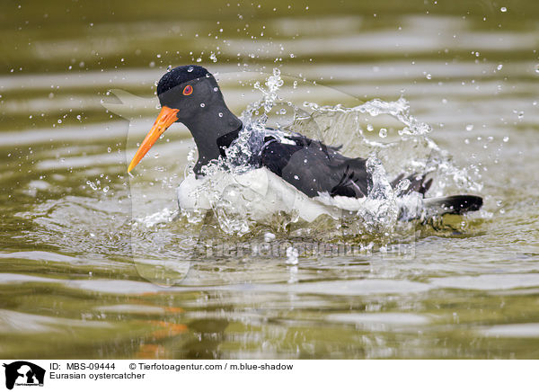 Eurasian oystercatcher / MBS-09444