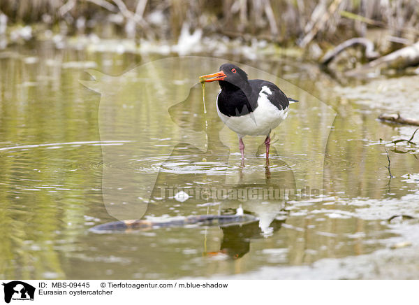 Eurasian oystercatcher / MBS-09445