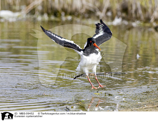 Eurasian oystercatcher / MBS-09452