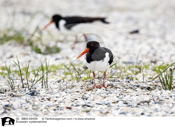 Eurasian oystercatcher / MBS-09458