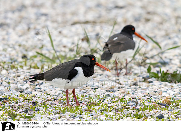 Austernfischer / Eurasian oystercatcher / MBS-09464