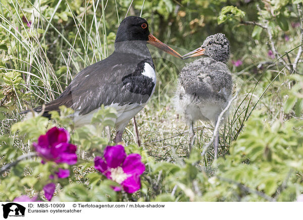 Eurasian oystercatcher / MBS-10909