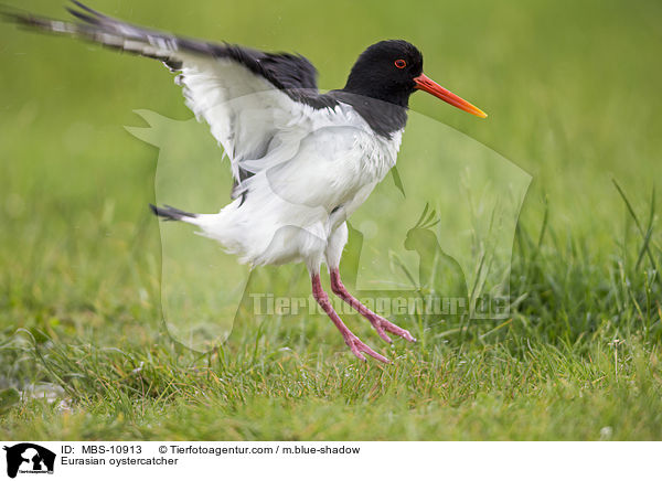 Austernfischer / Eurasian oystercatcher / MBS-10913