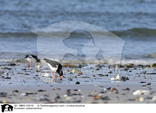 Eurasian oystercatcher / MBS-10916