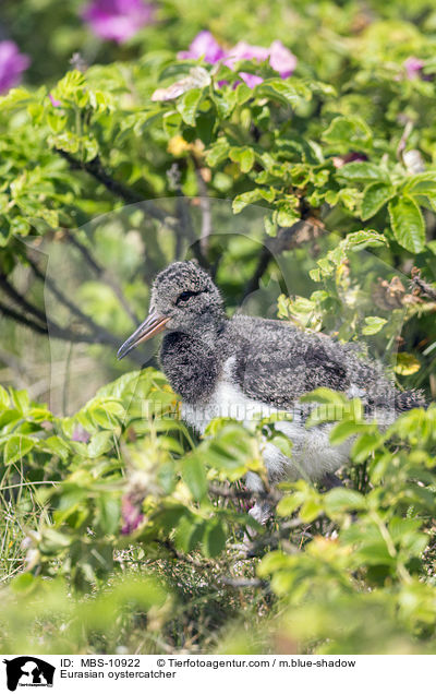 Eurasian oystercatcher / MBS-10922