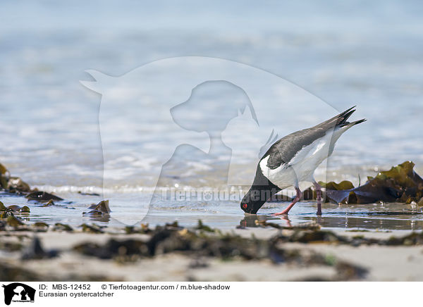 Eurasian oystercatcher / MBS-12452