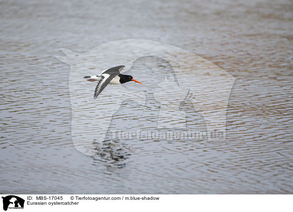 Eurasian oystercatcher / MBS-17045