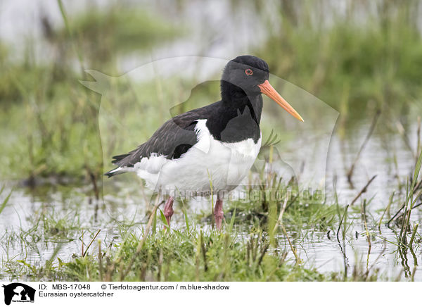 Eurasian oystercatcher / MBS-17048