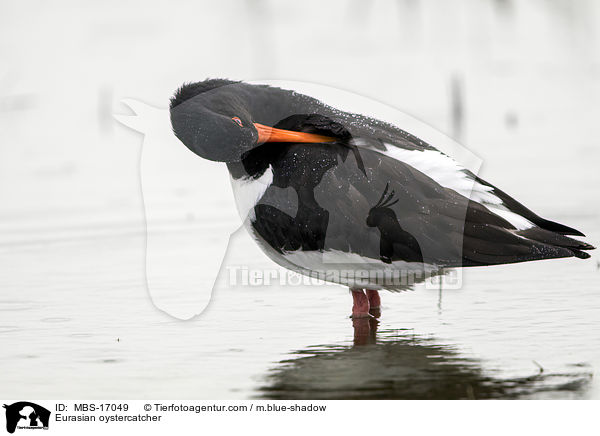Eurasian oystercatcher / MBS-17049