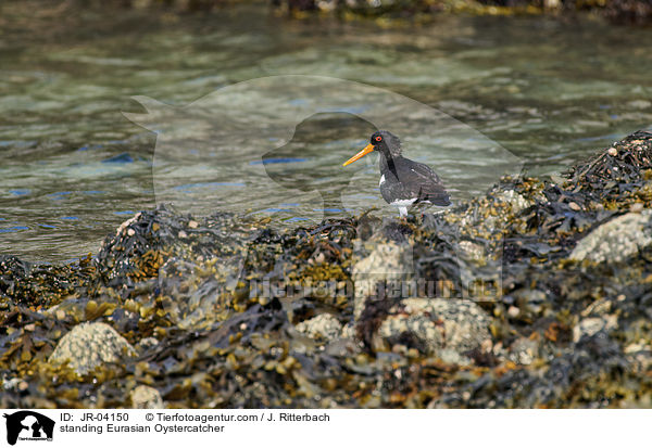 standing Eurasian Oystercatcher / JR-04150