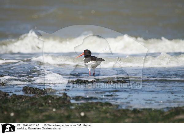 laufender Austernfischer / walking Eurasian Oystercatcher / MAH-01141