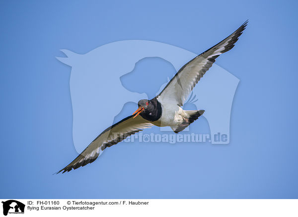 flying Eurasian Oystercatcher / FH-01160
