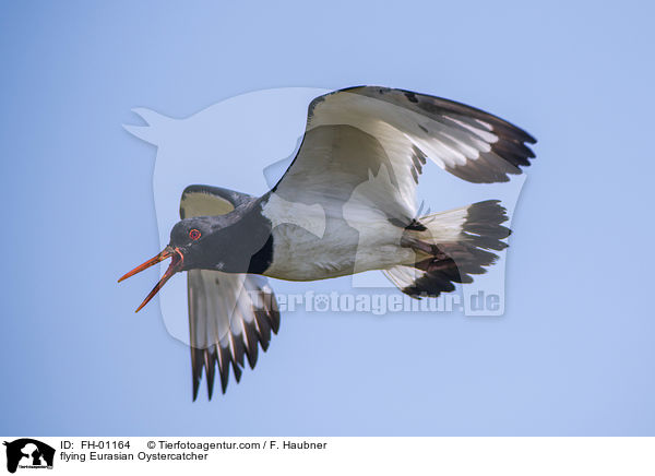 flying Eurasian Oystercatcher / FH-01164
