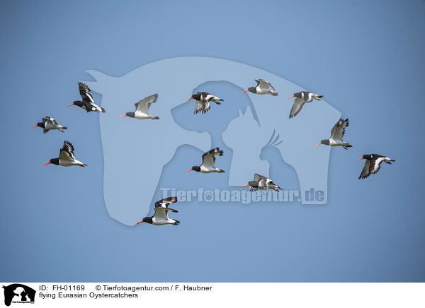 flying Eurasian Oystercatchers / FH-01169