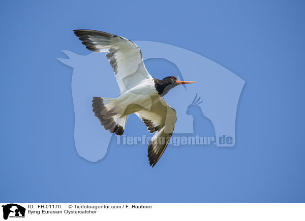 flying Eurasian Oystercatcher / FH-01170