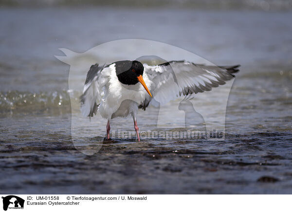 Eurasian Oystercatcher / UM-01558