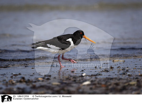 Eurasian Oystercatcher / UM-01559