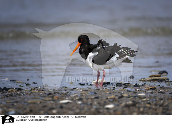 Eurasian Oystercatcher / UM-01560