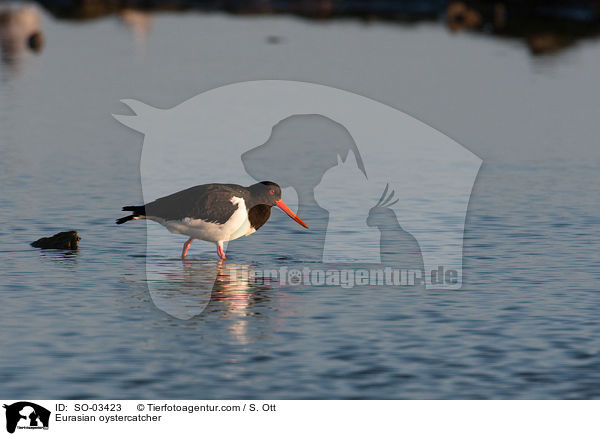 Austernfischer / Eurasian oystercatcher / SO-03423