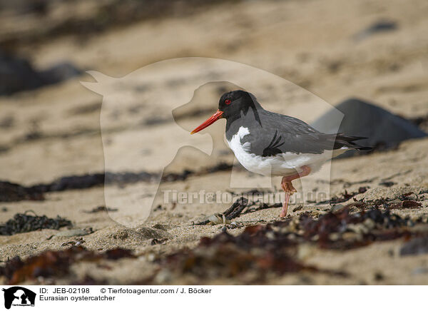 Eurasian oystercatcher / JEB-02198