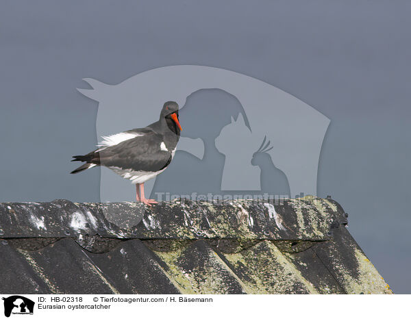 Eurasian oystercatcher / HB-02318