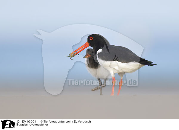 Austernfischer / Eurasian oystercatcher / DV-03901