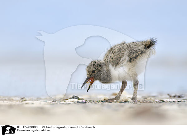 Eurasian oystercatcher / DV-03903