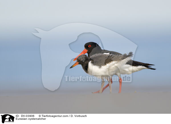 Eurasian oystercatcher / DV-03906