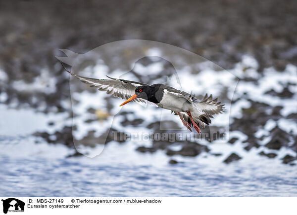 Eurasian oystercatcher / MBS-27149