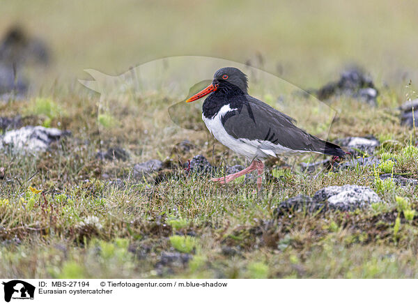 Eurasian oystercatcher / MBS-27194