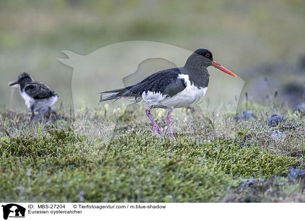 Eurasian oystercatcher / MBS-27204