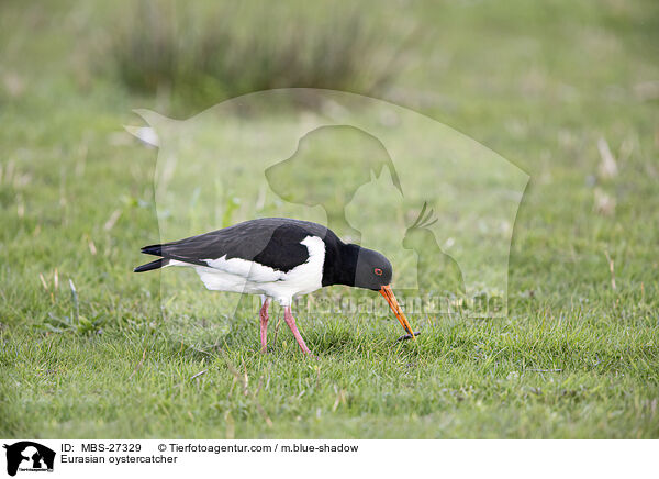 Eurasian oystercatcher / MBS-27329