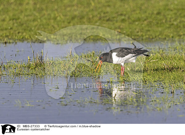 Eurasian oystercatcher / MBS-27333