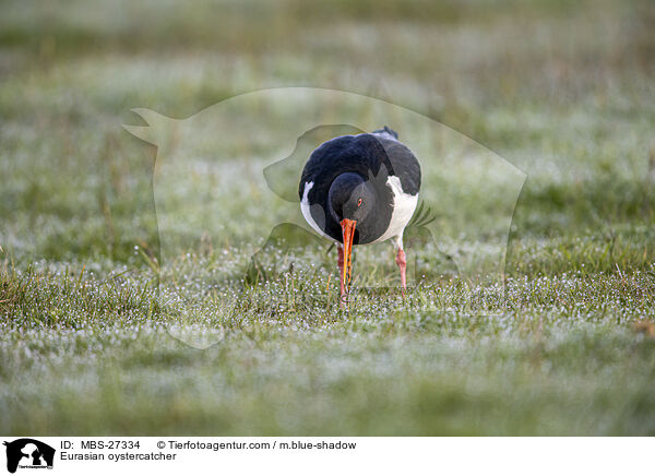 Eurasian oystercatcher / MBS-27334