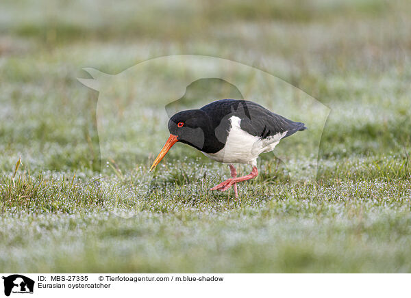 Eurasian oystercatcher / MBS-27335