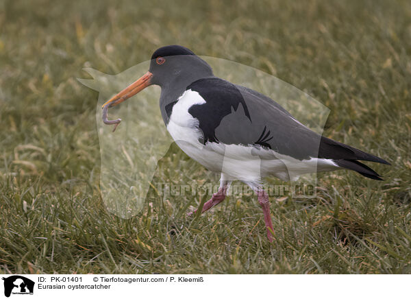 Eurasian oystercatcher / PK-01401