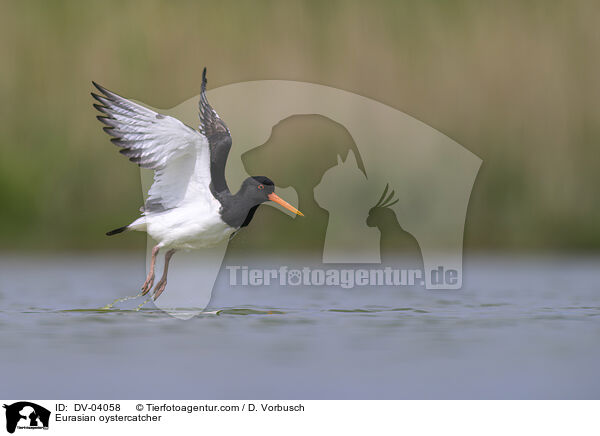 Austernfischer / Eurasian oystercatcher / DV-04058