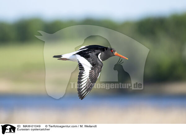 Austernfischer / Eurasian oystercatcher / MAW-01049