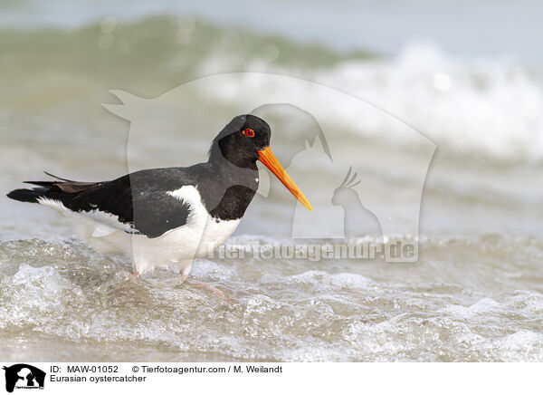 Austernfischer / Eurasian oystercatcher / MAW-01052