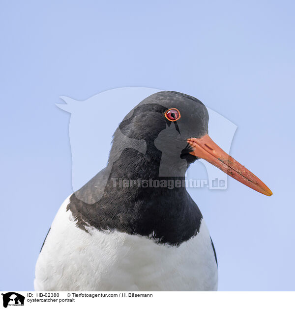 Austernfischer Portrait / oystercatcher portrait / HB-02380