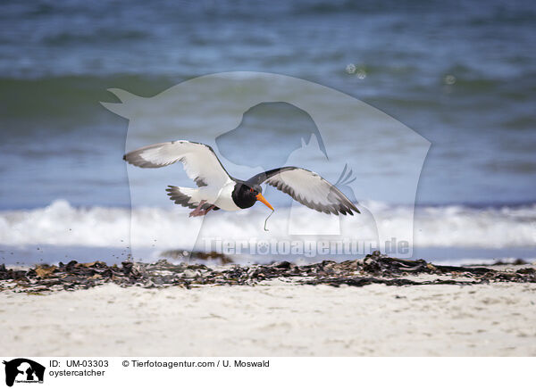 Austernfischer / oystercatcher / UM-03303
