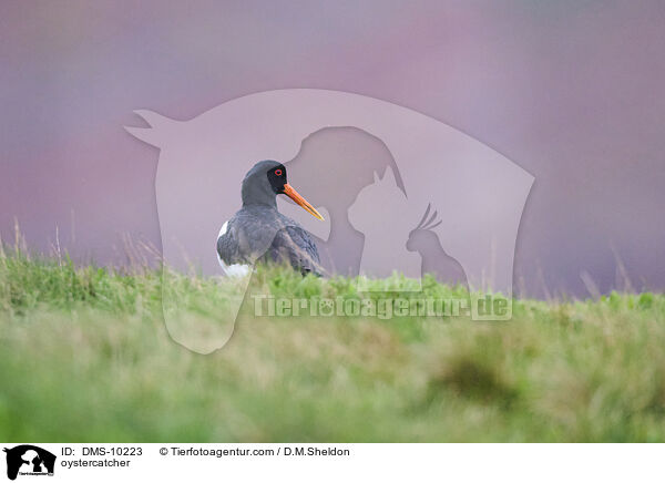 Austernfischer / oystercatcher / DMS-10223
