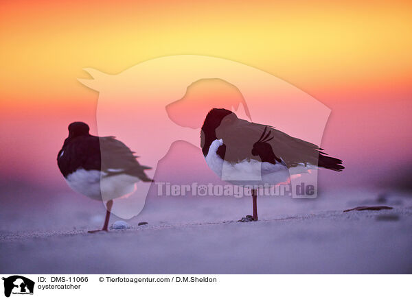 Austernfischer / oystercatcher / DMS-11066