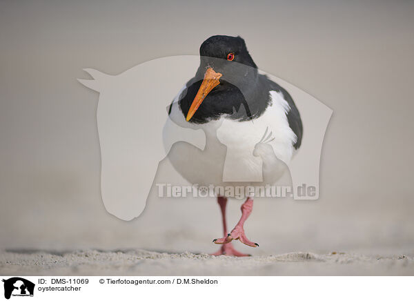 Austernfischer / oystercatcher / DMS-11069