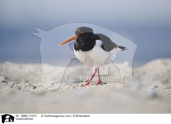 Austernfischer / oystercatcher / DMS-11072