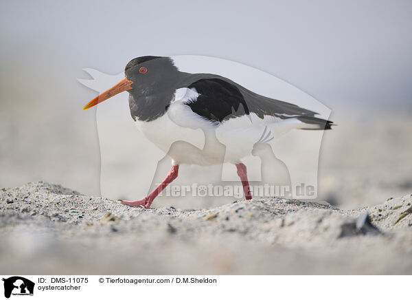 Austernfischer / oystercatcher / DMS-11075