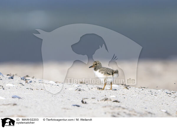 Austernfischer / oystercatcher / MAW-02203