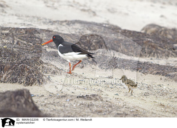 Austernfischer / oystercatcher / MAW-02206