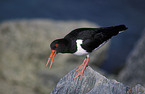 Oystercatcher